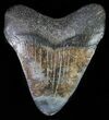 Juvenile Megalodon Tooth #61830-1